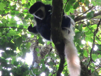 colobus-02-1.jpg